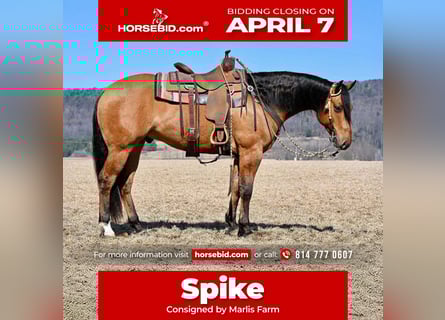 American Quarter Horse, Gelding, 4 years, 15,2 hh, Dun