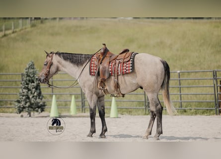 American Quarter Horse, Gelding, 4 years, 15,2 hh, Gray
