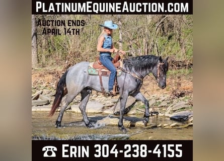 American Quarter Horse, Gelding, 4 years, 15,2 hh, Roan-Blue