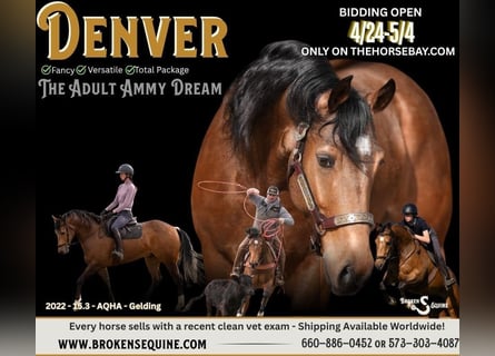 American Quarter Horse, Gelding, 4 years, 15,3 hh, Buckskin