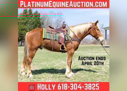 American Quarter Horse, Gelding, 4 years, 15,3 hh, Chestnut