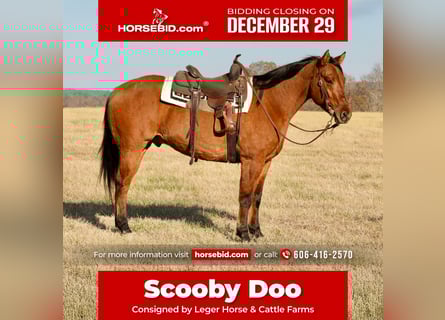 American Quarter Horse, Gelding, 4 years, 15,3 hh, Dun