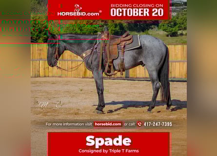 American Quarter Horse, Gelding, 4 years, 15,3 hh, Roan-Blue