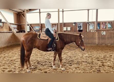 American Quarter Horse, Gelding, 4 years, 16 hh, Chestnut-Red
