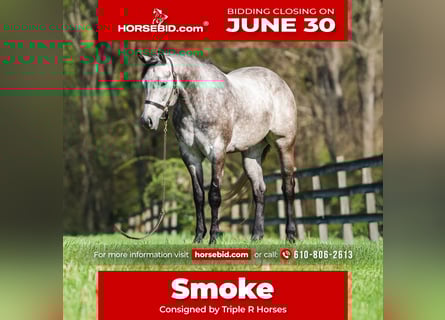 American Quarter Horse, Gelding, 4 years, 16 hh, Gray