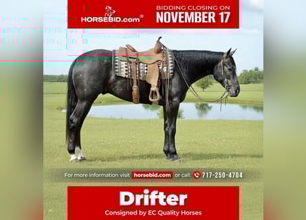 American Quarter Horse, Gelding, 4 years, 16 hh, Grey