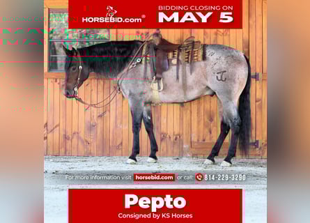 American Quarter Horse, Gelding, 4 years, 16 hh, Roan-Bay