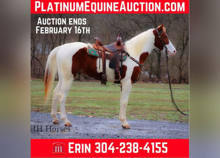 American Quarter Horse, Gelding, 4 years, 16 hh, Tobiano-all-colors