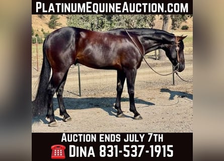 American Quarter Horse, Gelding, 4 years, Black