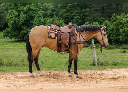 American Quarter Horse, Gelding, 4 years, Buckskin