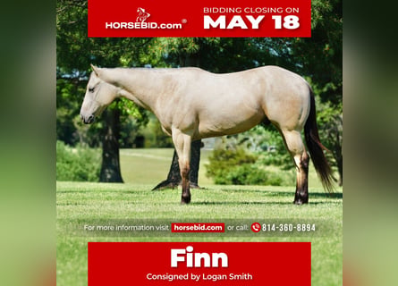 American Quarter Horse, Gelding, 4 years, Buckskin