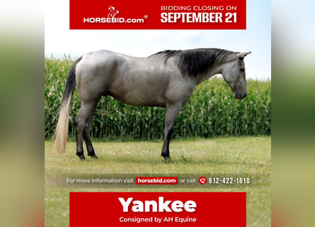American Quarter Horse, Gelding, 4 years, Grey