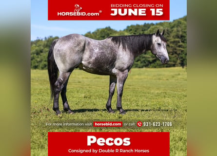 American Quarter Horse, Gelding, 4 years, Grey