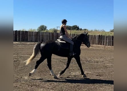 American Quarter Horse, Gelding, 4 years, Grey