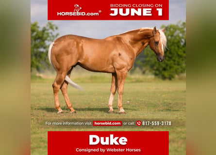 American Quarter Horse, Gelding, 4 years, Palomino
