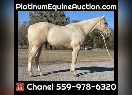 American Quarter Horse, Gelding, 4 years, Palomino