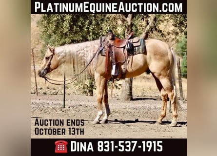 American Quarter Horse, Gelding, 4 years, Palomino