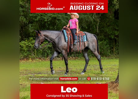 American Quarter Horse, Gelding, 4 years, Roan-Blue