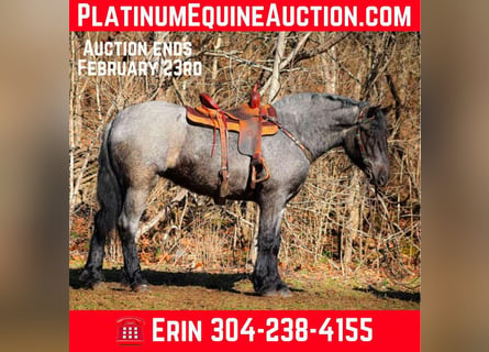 American Quarter Horse, Gelding, 4 years, Roan-Blue