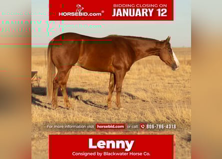 American Quarter Horse, Gelding, 4 years, Sorrel