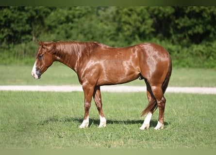 American Quarter Horse, Gelding, 4 years, Sorrel