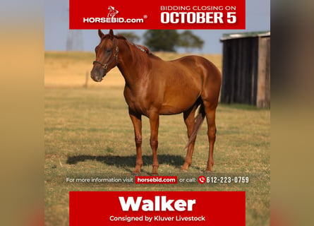 American Quarter Horse, Gelding, 4 years, Sorrel