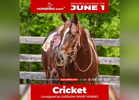 American Quarter Horse, Gelding, 4 years, Sorrel