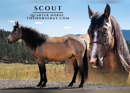 American Quarter Horse, Gelding, 5 years, 14.1 hh, Buckskin