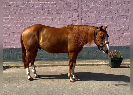 American Quarter Horse, Gelding, 5 years, 14.1 hh, Chestnut-Red
