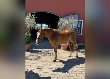 American Quarter Horse, Gelding, 5 years, 14.1 hh, Chestnut-Red