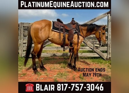 American Quarter Horse, Gelding, 5 years, 14.1 hh, Dun