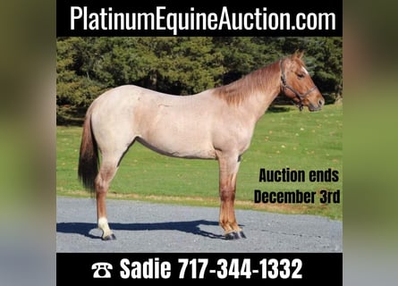 American Quarter Horse, Gelding, 5 years, 14.1 hh, Roan-Red