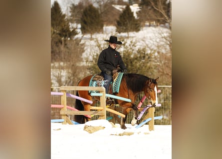 American Quarter Horse Mix, Gelding, 5 years, 14.2 hh, Bay