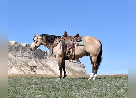 American Quarter Horse, Gelding, 5 years, 14.2 hh, Buckskin