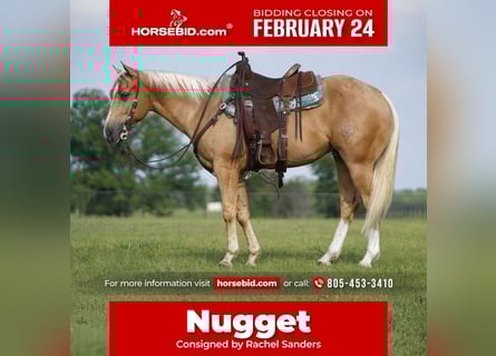 American Quarter Horse, Gelding, 5 years, 14.2 hh, Palomino