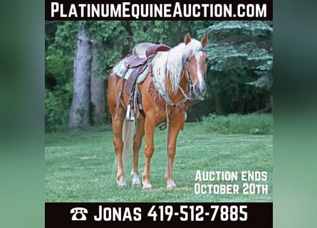 American Quarter Horse, Wallach, 5 Jahre, 14,2 hh, Palomino