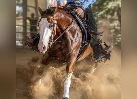 American Quarter Horse, Gelding, 5 years, 14,3 hh, Brown