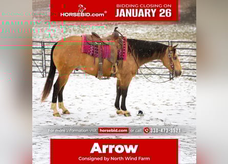 American Quarter Horse, Gelding, 5 years, 14.3 hh, Buckskin