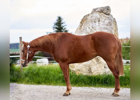 American Quarter Horse, Gelding, 5 years, 14.3 hh, Chestnut-Red