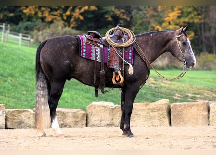 American Quarter Horse, Gelding, 5 years, 14.3 hh, Gray-Dapple