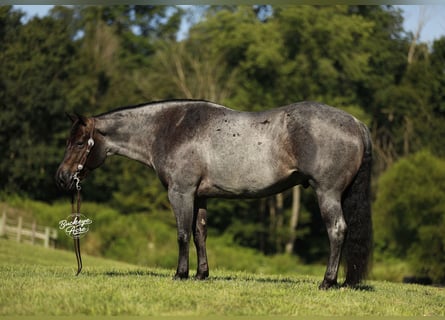 American Quarter Horse, Gelding, 5 years, 14.3 hh, Roan-Blue