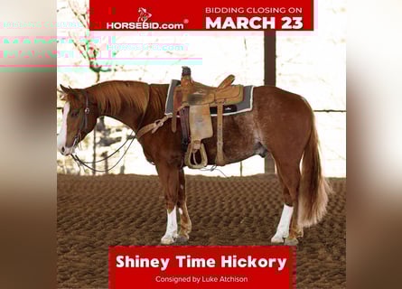 American Quarter Horse, Gelding, 5 years, 14.3 hh, Roan-Red