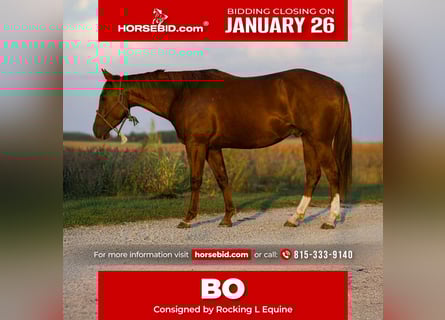 American Quarter Horse, Gelding, 5 years, 14.3 hh, Sorrel