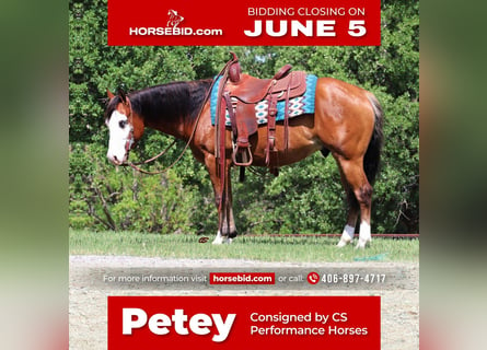 American Quarter Horse, Gelding, 5 years, 14 hh, Bay