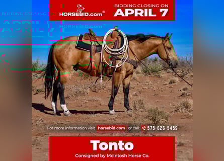 American Quarter Horse, Gelding, 5 years, 14 hh, Buckskin