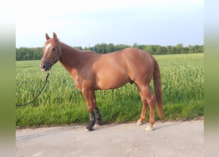 American Quarter Horse, Wallach, 5 Jahre, 14 hh, Fuchs