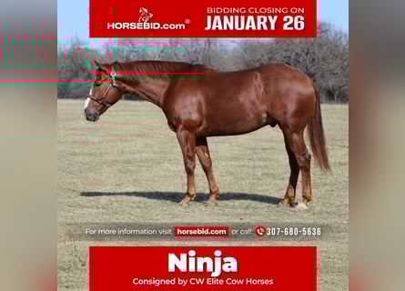 American Quarter Horse, Gelding, 5 years, 14,1 hh, Sorrel