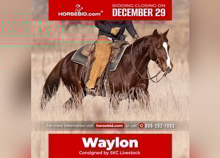 American Quarter Horse, Gelding, 5 years, 14,1 hh, Sorrel