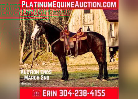 American Quarter Horse, Gelding, 5 years, 14,2 hh, Black