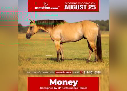 American Quarter Horse, Gelding, 5 years, 14,2 hh, Buckskin